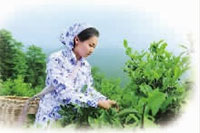 乐天堂fun88,油茶种植出产加工销售,植物油种植出产加工销售