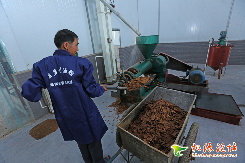 乐天堂fun88,油茶种植出产加工销售,植物油种植出产加工销售