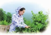 乐天堂fun88,油茶种植出产加工销售,植物油种植出产加工销售